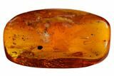 Four Detailed Fossil Flies (Diptera) In Baltic Amber #150723-5